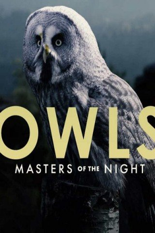 فيلم Owls: Masters of the Night 2020 مترجم (2020)